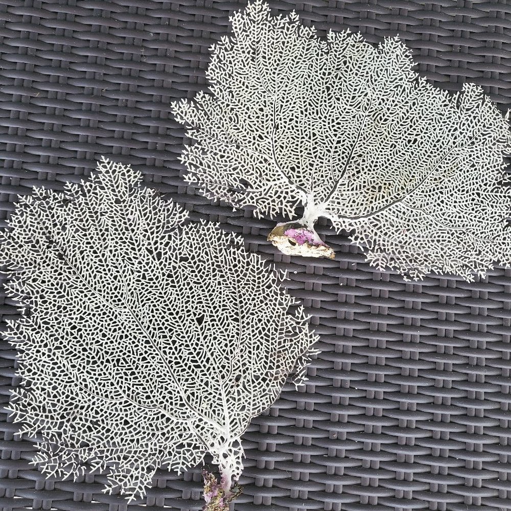 Two Natural Gorgonian Corals